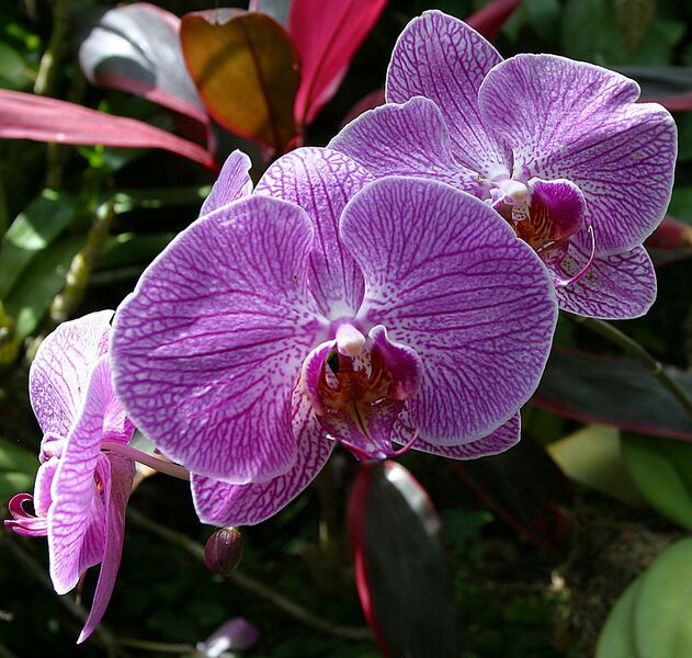File:808px-Doritaenopsis ("Sogo Cherry").jpg