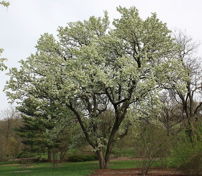 File:882px-Pyrus calleryana .JPG