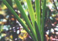 Sweet Flag - leaves