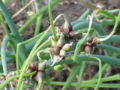 Tree onions form clusters of small bulbs instead of flowers