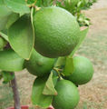 A cluster of unripened limes on a bush.