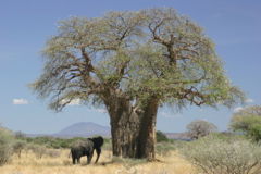 Baobab tree in Tanzania