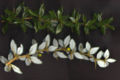 Berberis verruculosa upper side of shoot above, lower side below.