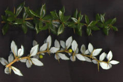 Upper side of shoot above, lower side below, with flower buds