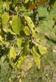 Thumbnail for version as of 12:02, 1 May 2007