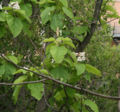 Catalpa