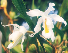Coelogyne cristata
