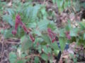 Cuphea