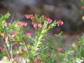 Thumbnail for version as of 12:30, 30 November 2007
