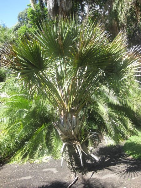 File:IMG 2101 hunt0903.jpg