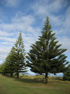 Young Norfolk Island Pines