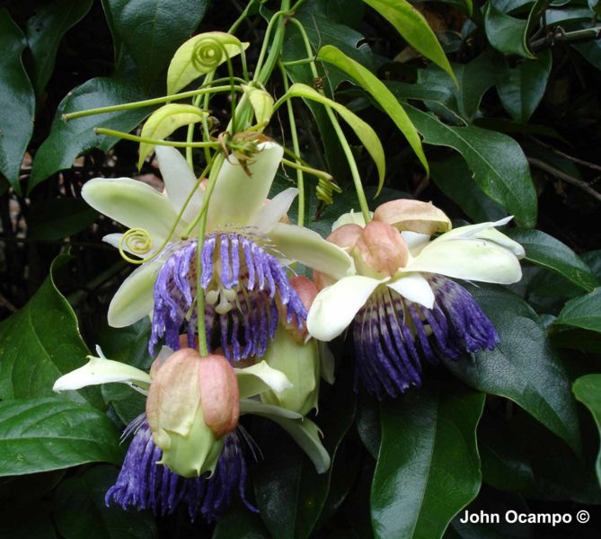 File:Passiflora popenovii Killip.jpg
