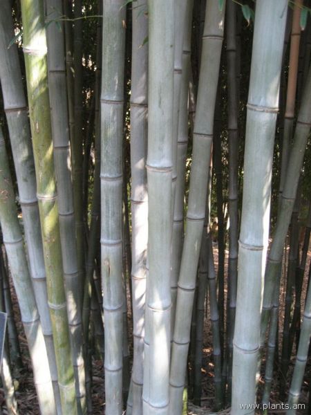 File:Phyllostachys nigra forma henosis-henon bamboo-IMG 0721 hunt07.jpg