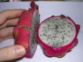 Red-skinned pitaya (Hylocereus undatus)