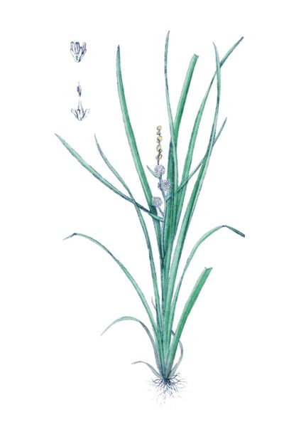 File:Sparganium simplex hoffm ag1.jpg