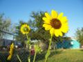 Sunflowers