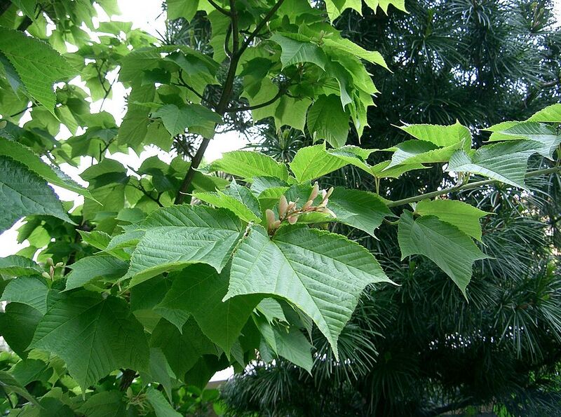 File:1024px-Acer rufinerve5.jpg