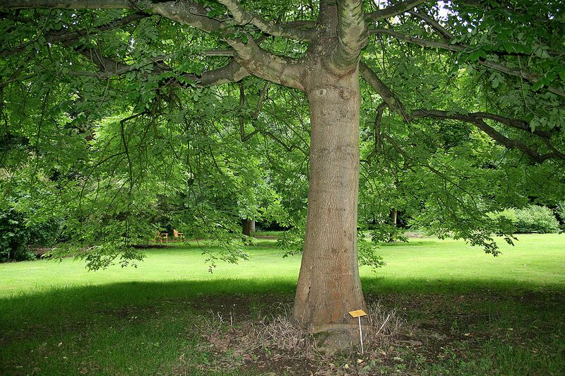 File:1024px-Fraxinus latifolia JPG1A.jpg