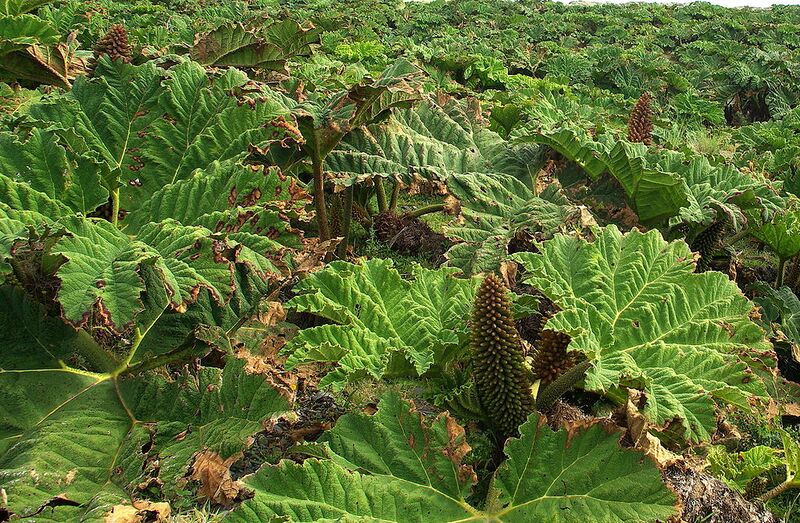 File:1024px-Gunnera Tinctoria flowering Stevage.jpg
