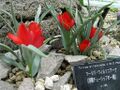 Thumbnail for version as of 10:28, 29 April 2025