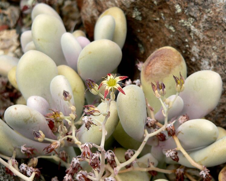 File:1275px-Graptopetalum amethystinum 2.jpg