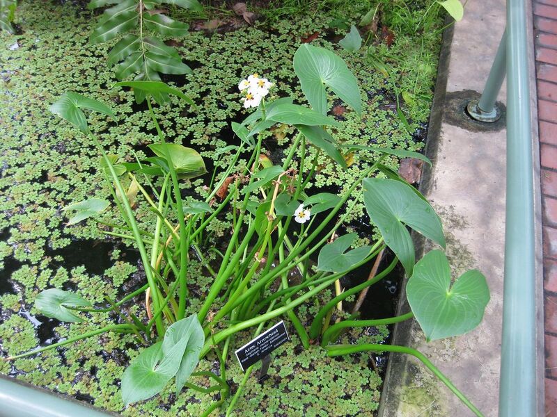 File:1280px-IMG 0982 bbg09.jpg