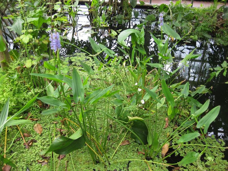 File:1280px-IMG 0983 bbg09.jpg