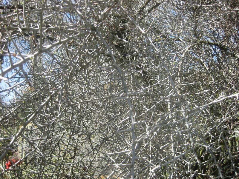 File:1280px-IMG 2335 hunt0903.jpg