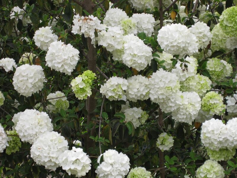 File:1280px-IMG 5219 hunt0904.jpg