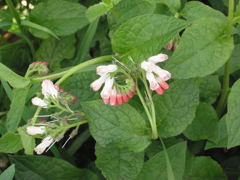 File:1280px-Symphytum ibericum.jpg