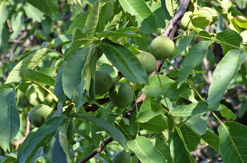 File:1280px-Walnuss-frucht001.jpg