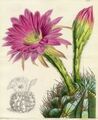 Thumbnail for version as of 10:32, 29 April 2025