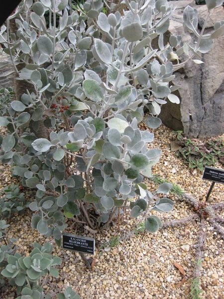 File:576px-IMG 1253 bbg09.jpg