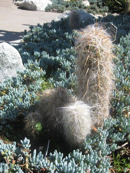 File:576px-IMG 2376 hunt0903.jpg