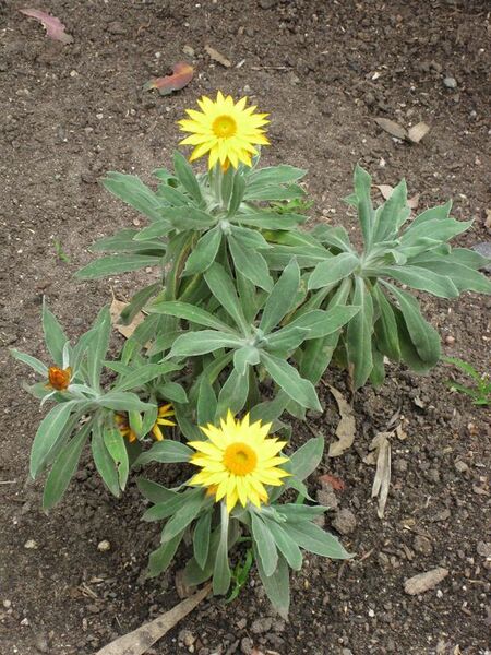 File:576px-IMG 5097 hunt0904.jpg