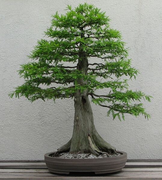 File:921px-Bald Cypress, 1987-2007.jpg