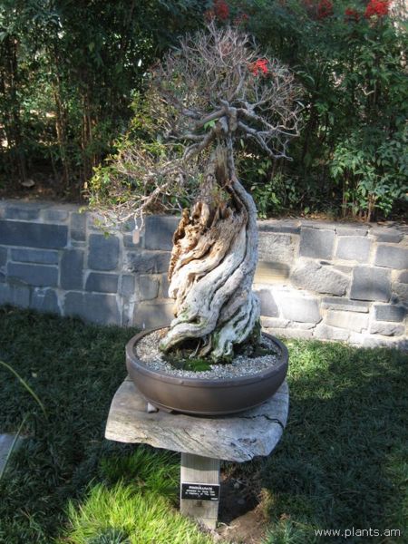 File:Bonsai-IMG 0736 hunt07.jpg