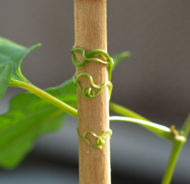 Brunnichia ovata tendrils