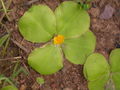 Thumbnail for version as of 17:32, 15 January 2010