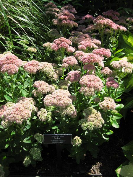 File:IMG 0005 nybg09.jpg