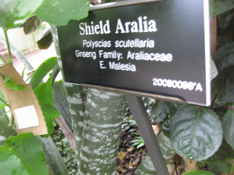 File:IMG 0973 bbg09.jpg
