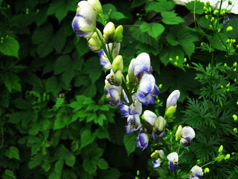 File:IMG 2295a.jpg