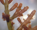 A seaweed (Laurencia) up close: the "branches" are multicellular and only about 1 mm thick. Much smaller algae are seen growing attached to the structure extending upwards in the lower right quarter
