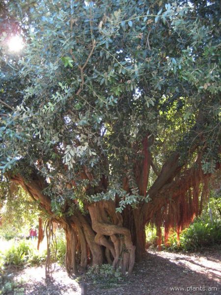 File:Metrosideros excelsa-pohutukawa-new zealand christmas tree-IMG 7025 sfbg0308.jpg