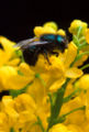 Thumbnail for version as of 07:56, 9 June 2007