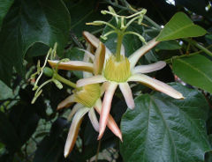 P. herbertiana