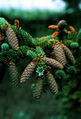 Thumbnail for version as of 06:40, 16 November 2007