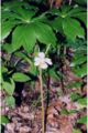 Podophyllum