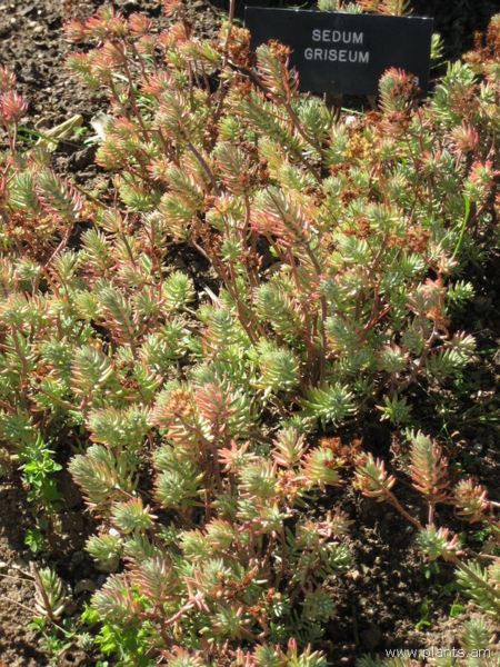 File:Sedum griseum-IMG 0497 hunt07.jpg