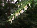 Male cones of Taxus baccata